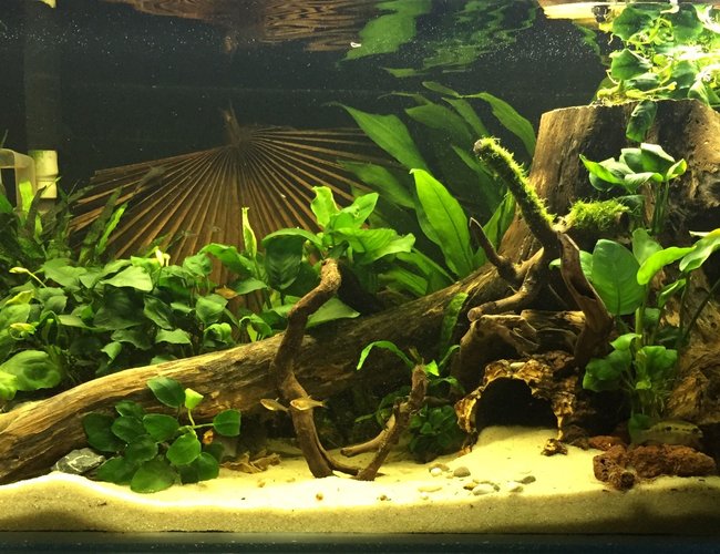 120 gallons freshwater fish tank (mostly fish and non-living decorations) - My West African 120 gallons freshwater fish tank (mostly fish and non-living decorations) - My West African