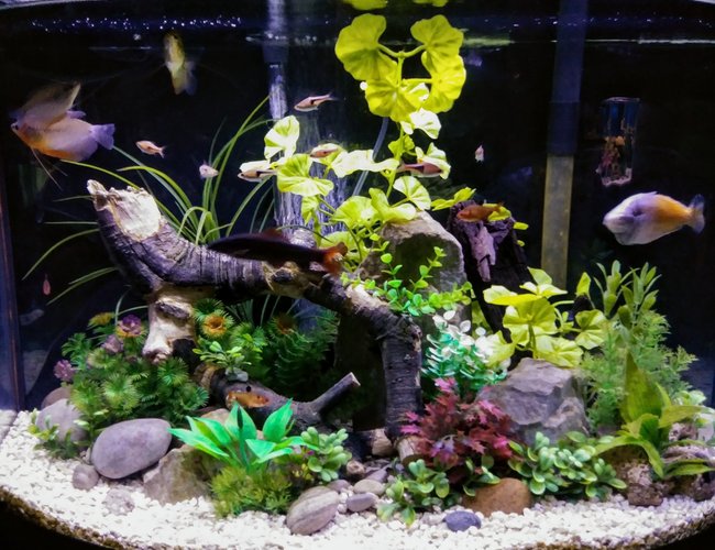36 gallons freshwater fish tank (mostly fish and non-living decorations) - 36 gallon freshwater aquarium with rock driftwood and artificial plants 36 gallons freshwater fish tank (mostly fish and non-living decorations) - 36 gallon freshwater aquarium with rock driftwood and artificial plants