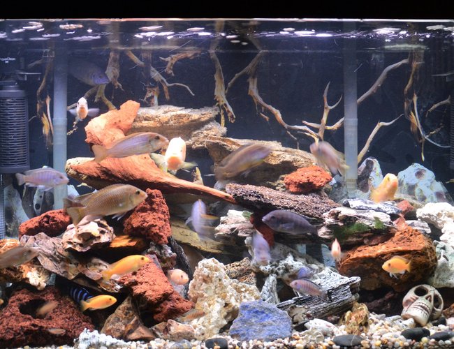 80 gallons freshwater fish tank (mostly fish and non-living decorations) - 80 gal malawi cichlids 80 gallons freshwater fish tank (mostly fish and non-living decorations) - 80 gal malawi cichlids