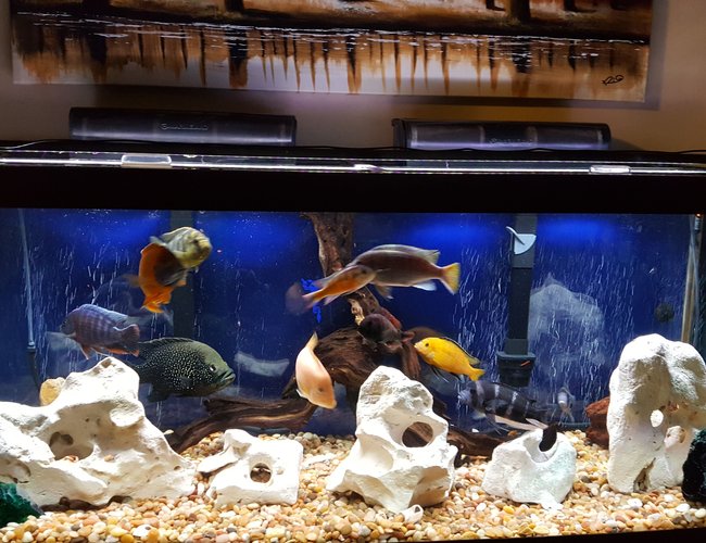 75 gallons freshwater fish tank (mostly fish and non-living decorations) - Some of my fish 75 gallons freshwater fish tank (mostly fish and non-living decorations) - Some of my fish