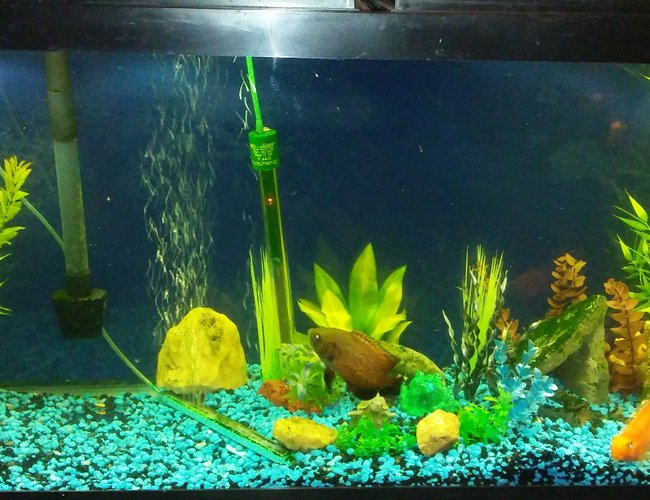 55 gallons freshwater fish tank (mostly fish and non-living decorations) - 3 inch red oscar named Brick and a 4 inch blood parrot named lucky cuz I saved it from someone that has no idea what was goin on. Also a 6 inch high fin plecco. I have a little jewel cichlid in there too 55 gallons freshwater fish tank (mostly fish and non-living decorations) - 3 inch red oscar named Brick and a 4 inch blood parrot named lucky cuz I saved it from someone that has no idea what was goin on. Also a 6 inch high fin plecco. I have a little jewel cichlid in there too