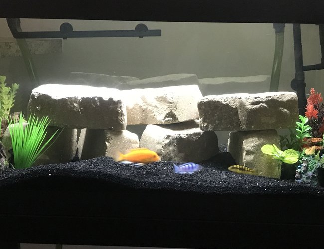 40 gallons freshwater fish tank (mostly fish and non-living decorations) - Cichlid tank 40 gallons freshwater fish tank (mostly fish and non-living decorations) - Cichlid tank
