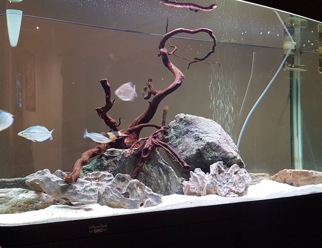 56 gallons freshwater fish tank (mostly fish and non-living decorations) - Native tank 56 gallons freshwater fish tank (mostly fish and non-living decorations) - Native tank