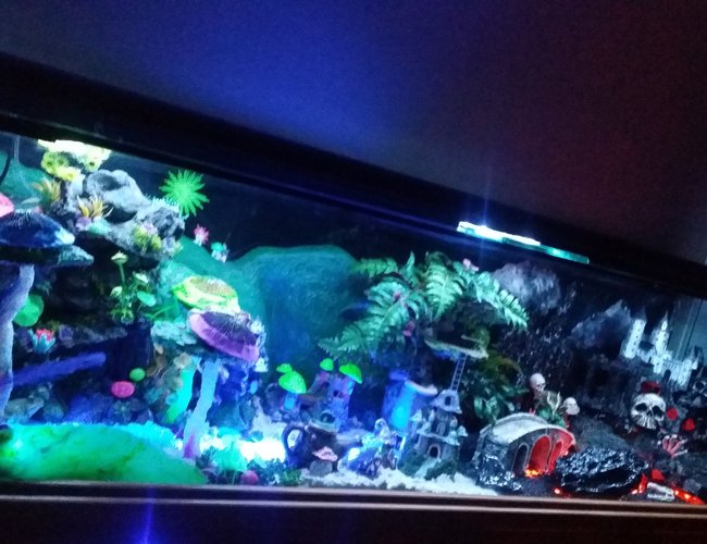 250 gallons freshwater fish tank (mostly fish and non-living decorations) - This is my Fantasy Themed Fish Tank (zoom into the pic to see or look at my additional pics) - i handcrafted custom made all the decor. This unique aquarium has it all with air animated moving bridges, underwater sand waterfalls, realistic hot lava rivers and pits, different colored lighted sections that can be changed to any possible color or multiple mode settings with a simple pushing of a button using your smartphone, even has realistic lightning above the evil castle. Fairy side has a sun that changes colors along with the sky to look like a beautiful sunset. 250 gallons freshwater fish tank (mostly fish and non-living decorations) - This is my Fantasy Themed Fish Tank (zoom into the pic to see or look at my additional pics) - i handcrafted custom made all the decor. This unique aquarium has it all with air animated moving bridges, underwater sand waterfalls, realistic hot lava rivers and pits, different colored lighted sections that can be changed to any possible color or multiple mode settings with a simple pushing of a button using your smartphone, even has realistic lightning above the evil castle. Fairy side has a sun that changes colors along with the sky to look like a beautiful sunset.