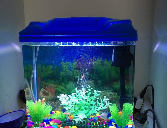 10 gallons freshwater fish tank (mostly fish and non-living decorations) - 10 gallon fish tank 10 gallons freshwater fish tank (mostly fish and non-living decorations) - 10 gallon fish tank