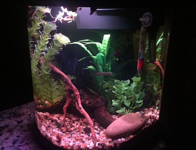 4 gallons freshwater fish tank (mostly fish and non-living decorations) - 3.5 freshwater Nano 4 gallons freshwater fish tank (mostly fish and non-living decorations) - 3.5 freshwater Nano