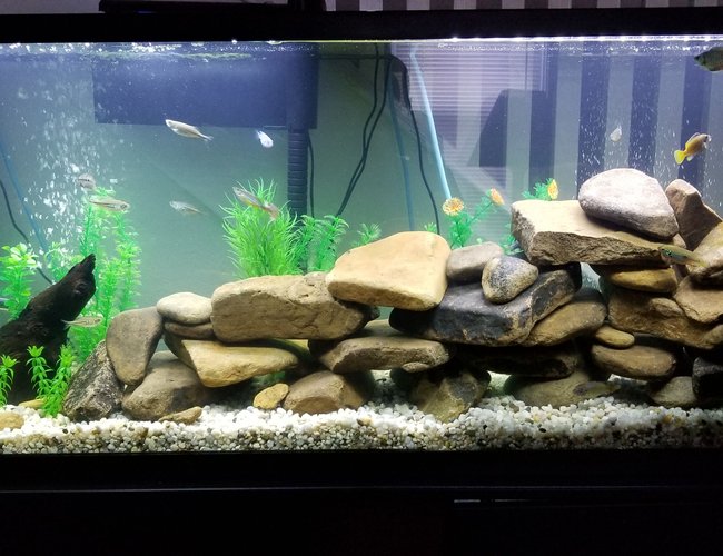 55 gallons freshwater fish tank (mostly fish and non-living decorations) - Added some wood to the 55g tank and flipped the layout. 55 gallons freshwater fish tank (mostly fish and non-living decorations) - Added some wood to the 55g tank and flipped the layout.