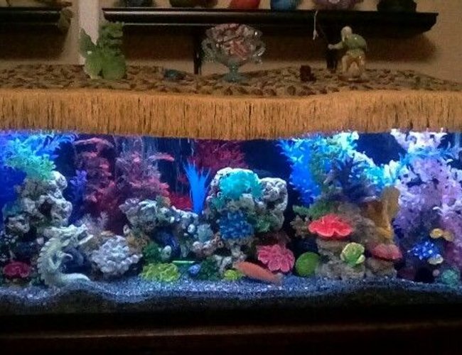 55 gallons freshwater fish tank (mostly fish and non-living decorations) - My colorful tank. 55 gallons freshwater fish tank (mostly fish and non-living decorations) - My colorful tank.