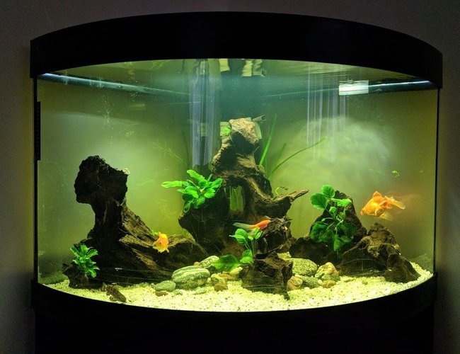 190 gallons freshwater fish tank (mostly fish and non-living decorations) - My 190litre aquarium 190 gallons freshwater fish tank (mostly fish and non-living decorations) - My 190litre aquarium