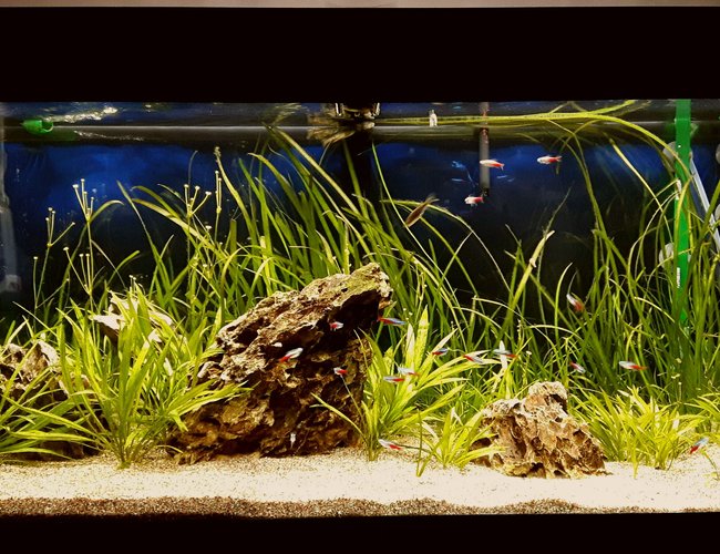 70 gallons freshwater fish tank (mostly fish and non-living decorations) - Juwel Rio 180 L, Co2, LED lights. 2 eheim filters. 70 gallons freshwater fish tank (mostly fish and non-living decorations) - Juwel Rio 180 L, Co2, LED lights. 2 eheim filters.