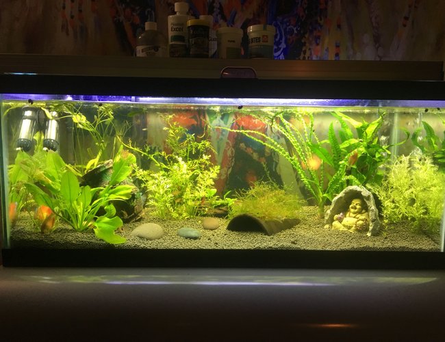 100 gallons freshwater fish tank (mostly fish and non-living decorations) - Dwarf Gourami tank 100 gallons freshwater fish tank (mostly fish and non-living decorations) - Dwarf Gourami tank