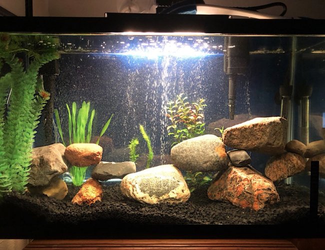 29 gallons freshwater fish tank (mostly fish and non-living decorations) - 29 gallon jack dempsey and green terror tank (fish are hiding) 29 gallons freshwater fish tank (mostly fish and non-living decorations) - 29 gallon jack dempsey and green terror tank (fish are hiding)