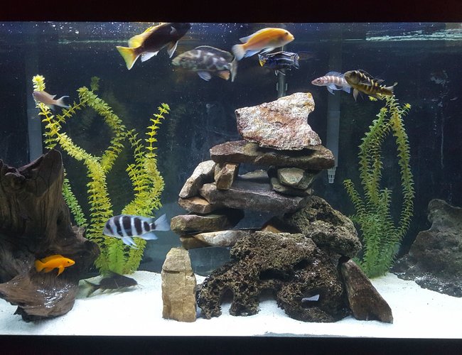 90 gallons freshwater fish tank (mostly fish and non-living decorations) - African Cichlid Tank 90 gallons freshwater fish tank (mostly fish and non-living decorations) - African Cichlid Tank
