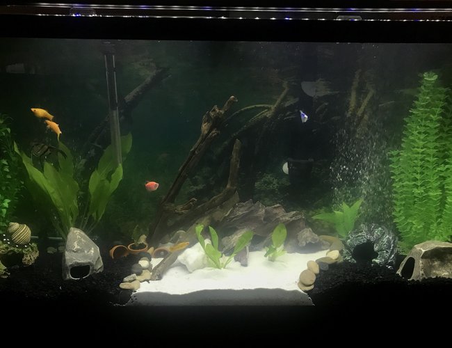 60 gallons freshwater fish tank (mostly fish and non-living decorations) - My Lovely Living Room Aquarium 60 gallons freshwater fish tank (mostly fish and non-living decorations) - My Lovely Living Room Aquarium