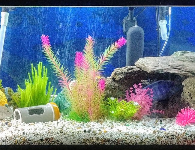110 gallons freshwater fish tank (mostly fish and non-living decorations) - Assorted cichlid tank. Started calling it bikini bottom because of the sponge Bob house & figurine my 4 year old said we needed to have in there. This tank is always a work in progress as I'm always adding , removing, & remodeling it when I'm able to. 110 gallons freshwater fish tank (mostly fish and non-living decorations) - Assorted cichlid tank. Started calling it bikini bottom because of the sponge Bob house & figurine my 4 year old said we needed to have in there. This tank is always a work in progress as I'm always adding , removing, & remodeling it when I'm able to.