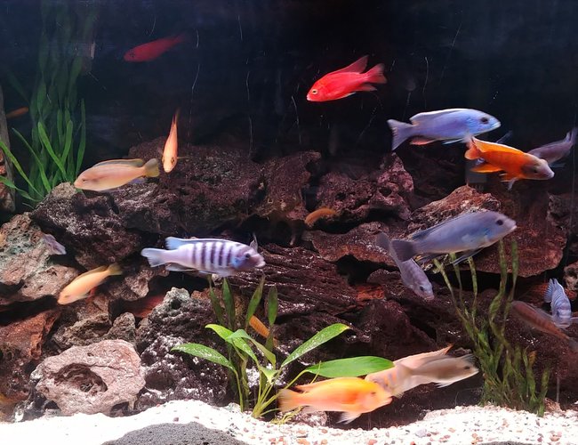 90 gallons freshwater fish tank (mostly fish and non-living decorations) - latest tank picture 90 gallons freshwater fish tank (mostly fish and non-living decorations) - latest tank picture