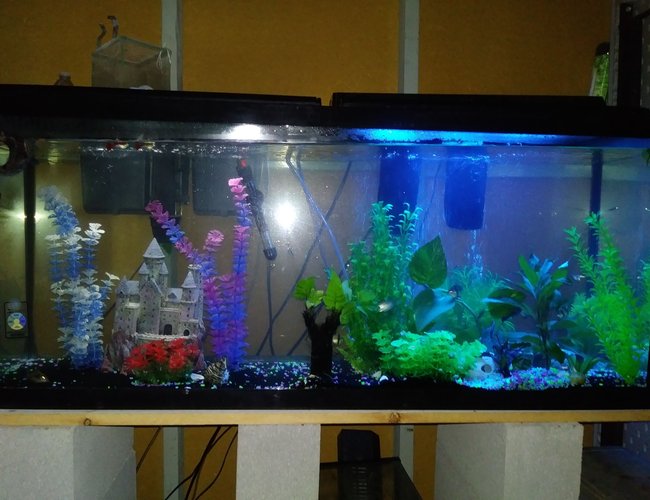 55 gallons freshwater fish tank (mostly fish and non-living decorations) - Half white light half blue 55 gallons freshwater fish tank (mostly fish and non-living decorations) - Half white light half blue
