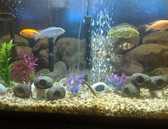 48 gallons freshwater fish tank (mostly fish and non-living decorations) - My tank 48 gallons freshwater fish tank (mostly fish and non-living decorations) - My tank