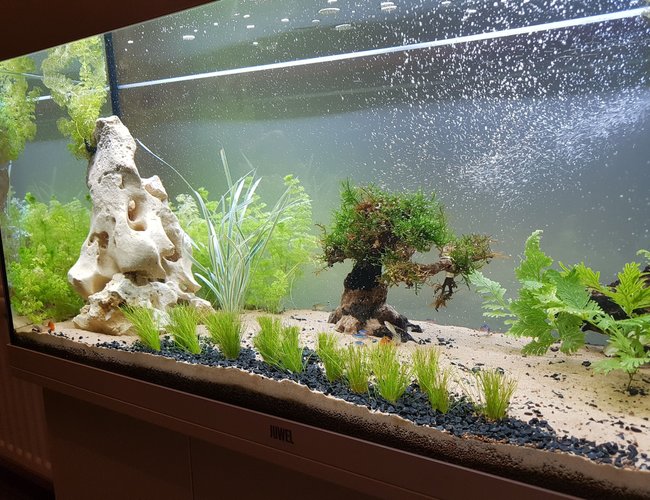 55 gallons freshwater fish tank (mostly fish and non-living decorations) - Working progress 55 gallons freshwater fish tank (mostly fish and non-living decorations) - Working progress