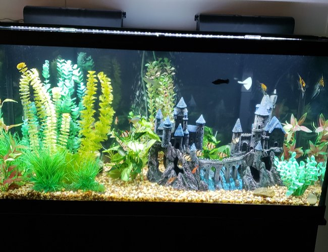 90 gallons freshwater fish tank (mostly fish and non-living decorations) - The Camelot 90 gallons freshwater fish tank (mostly fish and non-living decorations) - The Camelot