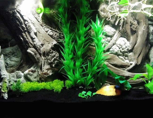 55 gallons freshwater fish tank (mostly fish and non-living decorations) - New 55g 55 gallons freshwater fish tank (mostly fish and non-living decorations) - New 55g