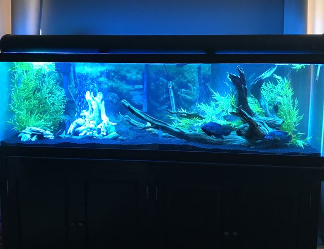 125 gallons freshwater fish tank (mostly fish and non-living decorations) - 125 gallon 125 gallons freshwater fish tank (mostly fish and non-living decorations) - 125 gallon
