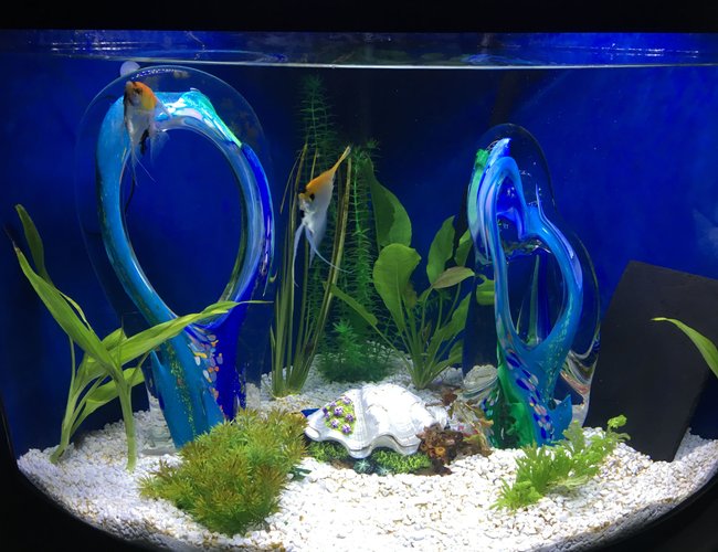 36 gallons freshwater fish tank (mostly fish and non-living decorations) - Blue Glass Lagoon 36 gallons freshwater fish tank (mostly fish and non-living decorations) - Blue Glass Lagoon