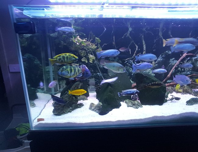 125 gallons freshwater fish tank (mostly fish and non-living decorations) - Random2 125 gallons freshwater fish tank (mostly fish and non-living decorations) - Random2