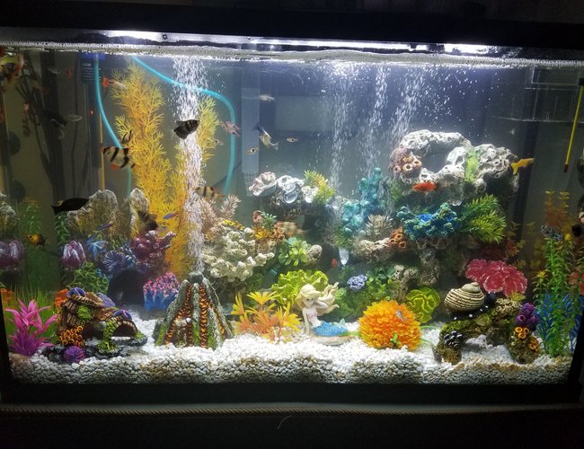 30 gallons freshwater fish tank (mostly fish and non-living decorations) - My tropical community tank! 30 gallons freshwater fish tank (mostly fish and non-living decorations) - My tropical community tank!