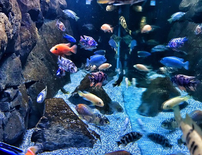 125 gallons freshwater fish tank (mostly fish and non-living decorations) - African cichlids 125 gallons freshwater fish tank (mostly fish and non-living decorations) - African cichlids