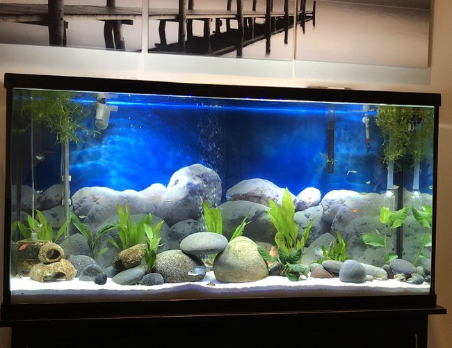 60 gallons freshwater fish tank (mostly fish and non-living decorations) - Low tech, minimalistic 60 gallons freshwater fish tank (mostly fish and non-living decorations) - Low tech, minimalistic