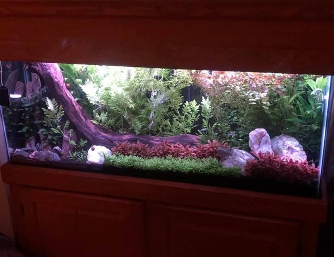 55 gallons freshwater fish tank (mostly fish and non-living decorations) - My 55 55 gallons freshwater fish tank (mostly fish and non-living decorations) - My 55
