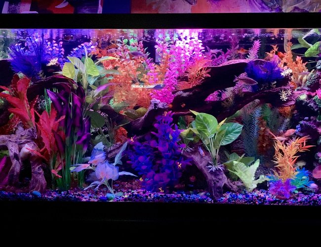 125 gallons freshwater fish tank (mostly fish and non-living decorations) - Front view tank 125 gallons freshwater fish tank (mostly fish and non-living decorations) - Front view tank