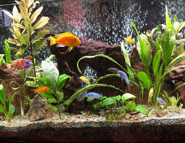72 gallons freshwater fish tank (mostly fish and non-living decorations) - This in my 72-gallon bow-front Lake Malawi African Cichlid aquarium. Re-planed every few months to offset what they eat and what can't survive the high pH. It's been up and running for about 2.5 years. Kept as a hobby. I hope you enjoy it. Have a great day! 72 gallons freshwater fish tank (mostly fish and non-living decorations) - This in my 72-gallon bow-front Lake Malawi African Cichlid aquarium. Re-planed every few months to offset what they eat and what can't survive the high pH. It's been up and running for about 2.5 years. Kept as a hobby. I hope you enjoy it. Have a great day!
