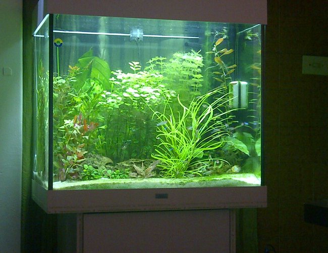 42 gallons freshwater fish tank (mostly fish and non-living decorations) - Juwel Lido 200 Neon tetras and Rummy nose tetras 42 gallons freshwater fish tank (mostly fish and non-living decorations) - Juwel Lido 200 Neon tetras and Rummy nose tetras
