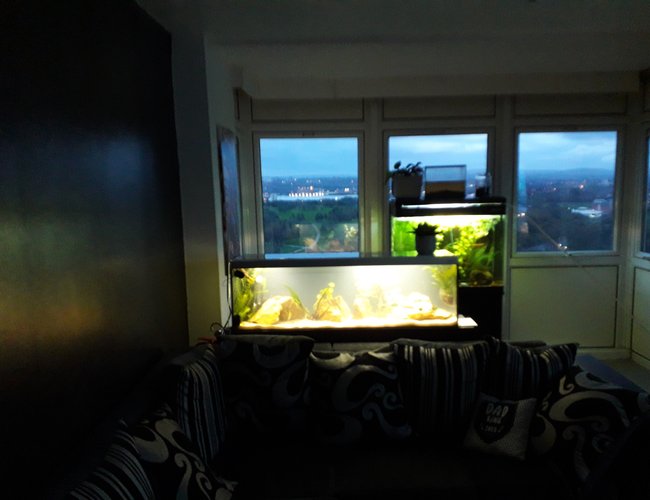 55 gallons freshwater fish tank (mostly fish and non-living decorations) - Puffer 55 gallons freshwater fish tank (mostly fish and non-living decorations) - Puffer