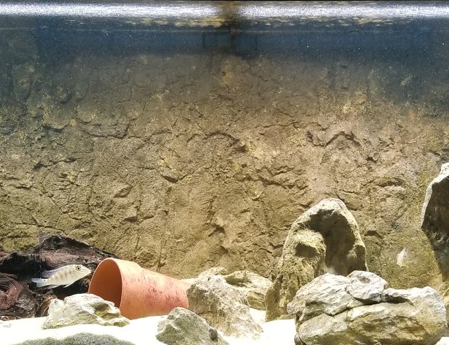 75 gallons freshwater fish tank (mostly fish and non-living decorations) - 75 Gallon South American Tank 75 gallons freshwater fish tank (mostly fish and non-living decorations) - 75 Gallon South American Tank