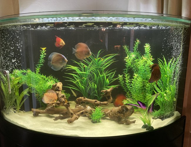 96 gallons freshwater fish tank (mostly fish and non-living decorations) - My first try at a tank 96 gallons freshwater fish tank (mostly fish and non-living decorations) - My first try at a tank