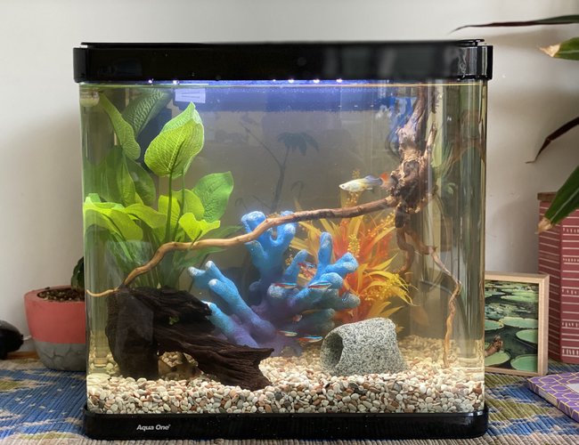 10 gallons freshwater fish tank (mostly fish and non-living decorations) - My first tank 10 gallons freshwater fish tank (mostly fish and non-living decorations) - My first tank