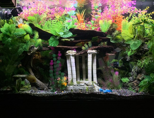 150 gallons freshwater fish tank (mostly fish and non-living decorations) - Front view 150 tall 150 gallons freshwater fish tank (mostly fish and non-living decorations) - Front view 150 tall
