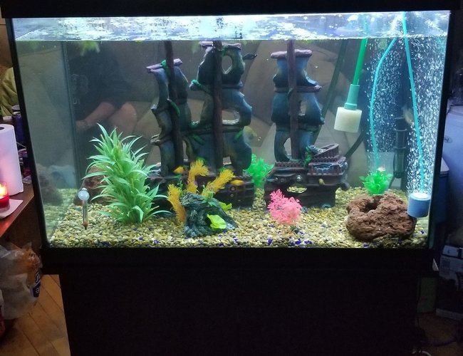 65 gallons freshwater fish tank (mostly fish and non-living decorations) - My new set up 65 gallons freshwater fish tank (mostly fish and non-living decorations) - My new set up