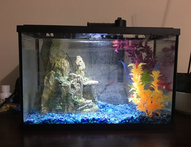 5 gallons freshwater fish tank (mostly fish and non-living decorations) - Betta sorority 5 gallons freshwater fish tank (mostly fish and non-living decorations) - Betta sorority
