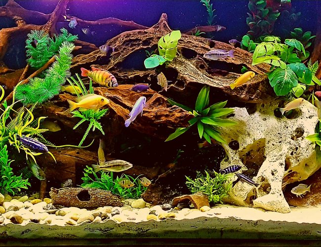 200 gallons freshwater fish tank (mostly fish and non-living decorations) - My Freshwater Tank 200 gallons freshwater fish tank (mostly fish and non-living decorations) - My Freshwater Tank