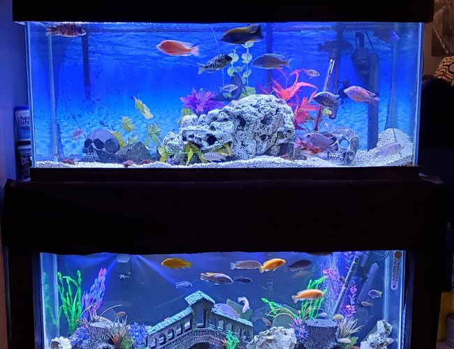 75 gallons freshwater fish tank (mostly fish and non-living decorations) - CICHILDS PEACOCKS AND HAPS ON TOP AND MABUNA ON THE BOTTOM 75 gallons freshwater fish tank (mostly fish and non-living decorations) - CICHILDS PEACOCKS AND HAPS ON TOP AND MABUNA ON THE BOTTOM