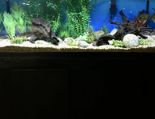 75 gallons freshwater fish tank (mostly fish and non-living decorations) - 75 gallon 75 gallons freshwater fish tank (mostly fish and non-living decorations) - 75 gallon