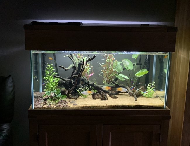 55 gallons freshwater fish tank (mostly fish and non-living decorations) - 220 litre aqua oak community 55 gallons freshwater fish tank (mostly fish and non-living decorations) - 220 litre aqua oak community