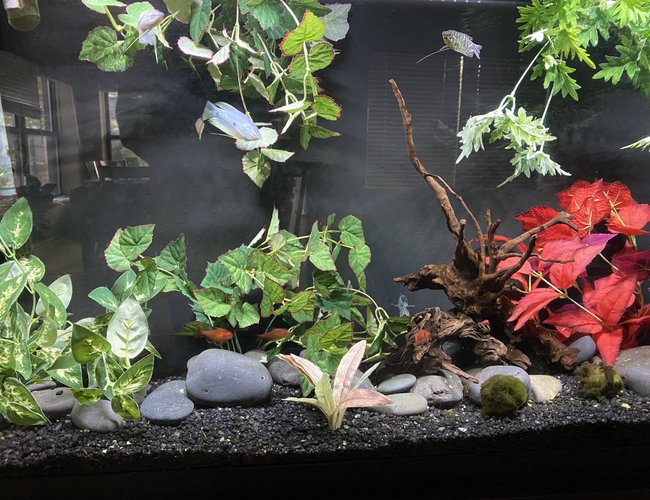 60 gallons freshwater fish tank (mostly fish and non-living decorations) - . 60 gallons freshwater fish tank (mostly fish and non-living decorations) - .