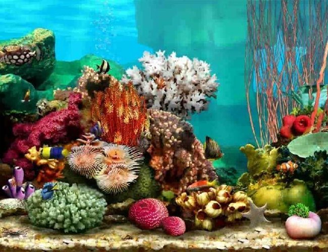 7 gallons freshwater fish tank (mostly fish and non-living decorations) - 87 7 gallons freshwater fish tank (mostly fish and non-living decorations) - 87