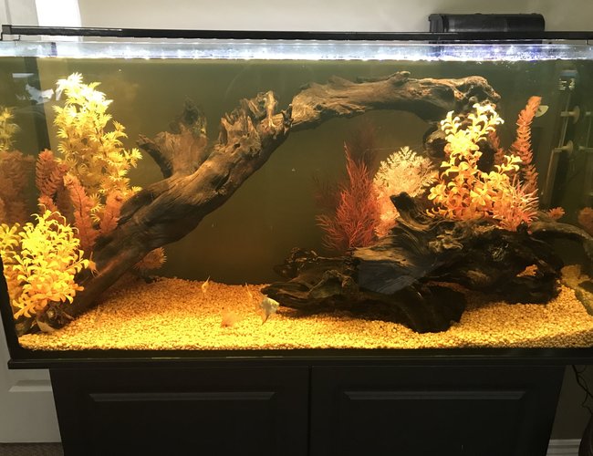 75 gallons freshwater fish tank (mostly fish and non-living decorations) - My Angel & Discus Tank 75 gallons freshwater fish tank (mostly fish and non-living decorations) - My Angel & Discus Tank