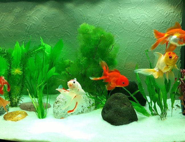 48 gallons freshwater fish tank (mostly fish and non-living decorations) - My tank. I've had loads of setups over the years but I love my fancies. Full of character, tame and so much fun at feeding time. 48 gallons freshwater fish tank (mostly fish and non-living decorations) - My tank. I've had loads of setups over the years but I love my fancies. Full of character, tame and so much fun at feeding time.